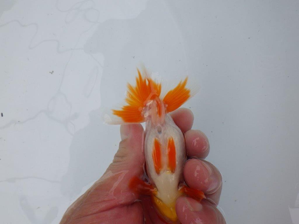 【管理魚大放出！！　当歳らんちゅう 】尾張りが良く種にもお勧め更紗らんちゅう　約11cm  オス？