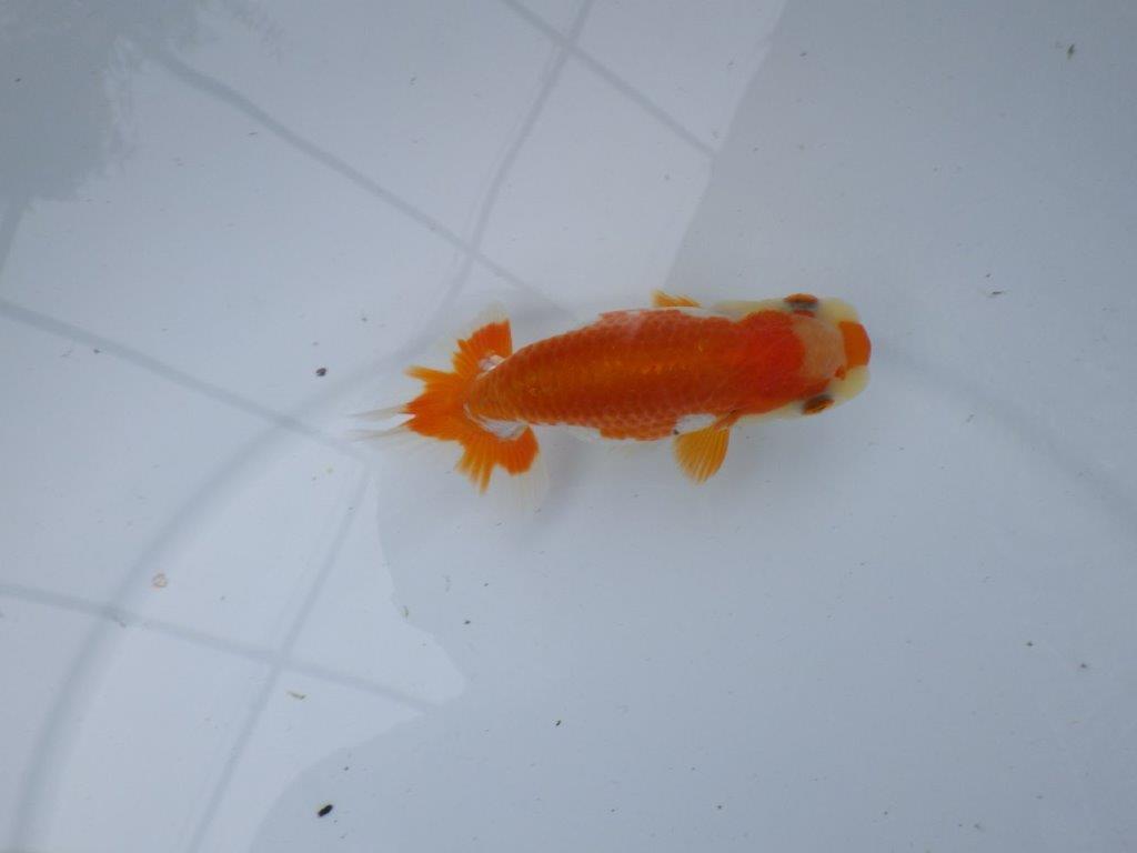 【管理魚大放出！！　当歳らんちゅう 】可愛い更紗らんちゅう　約11,5cm  メス？の上身