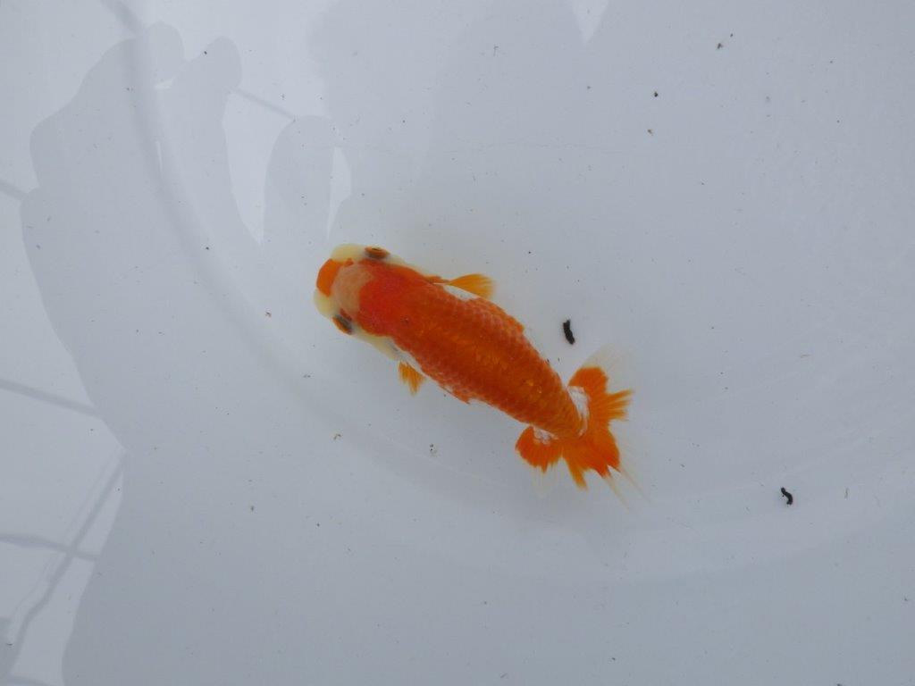 【管理魚大放出！！　当歳らんちゅう 】可愛い更紗らんちゅう　約11,5cm  メス？