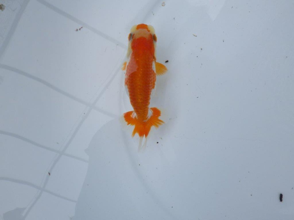 【管理魚大放出！！　当歳らんちゅう 】可愛い更紗らんちゅう　約11,5cm  メス？