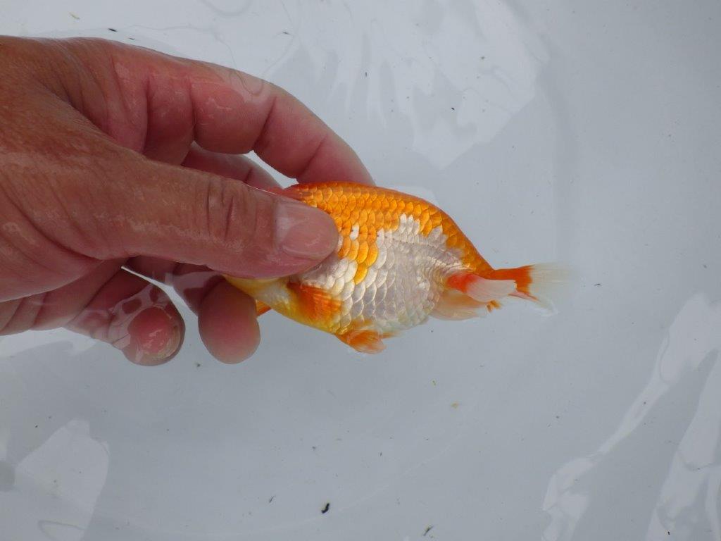 【管理魚大放出！！　当歳らんちゅう 】可愛い更紗らんちゅう　約11,5cm  メス？