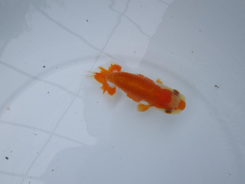 【管理魚大放出！！　当歳らんちゅう 】可愛い更紗らんちゅう　約11,5cm  メス？