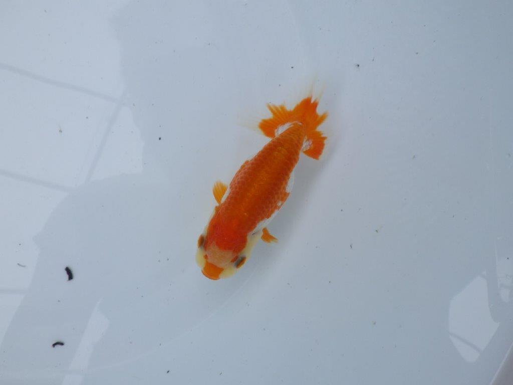 【管理魚大放出！！　当歳らんちゅう 】可愛い更紗らんちゅう　約11,5cm  メス？