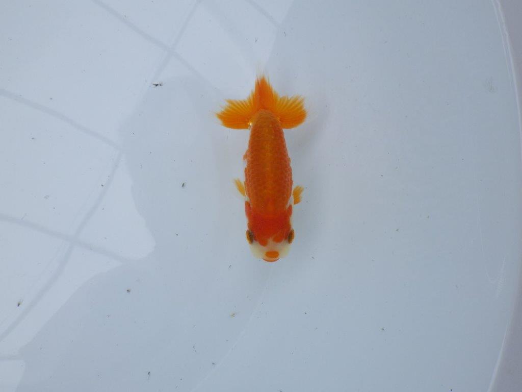 【管理魚大放出！！　当歳らんちゅう 】尾張りが良く背も綺麗な更紗らんちゅう　約10,5cm  メス？