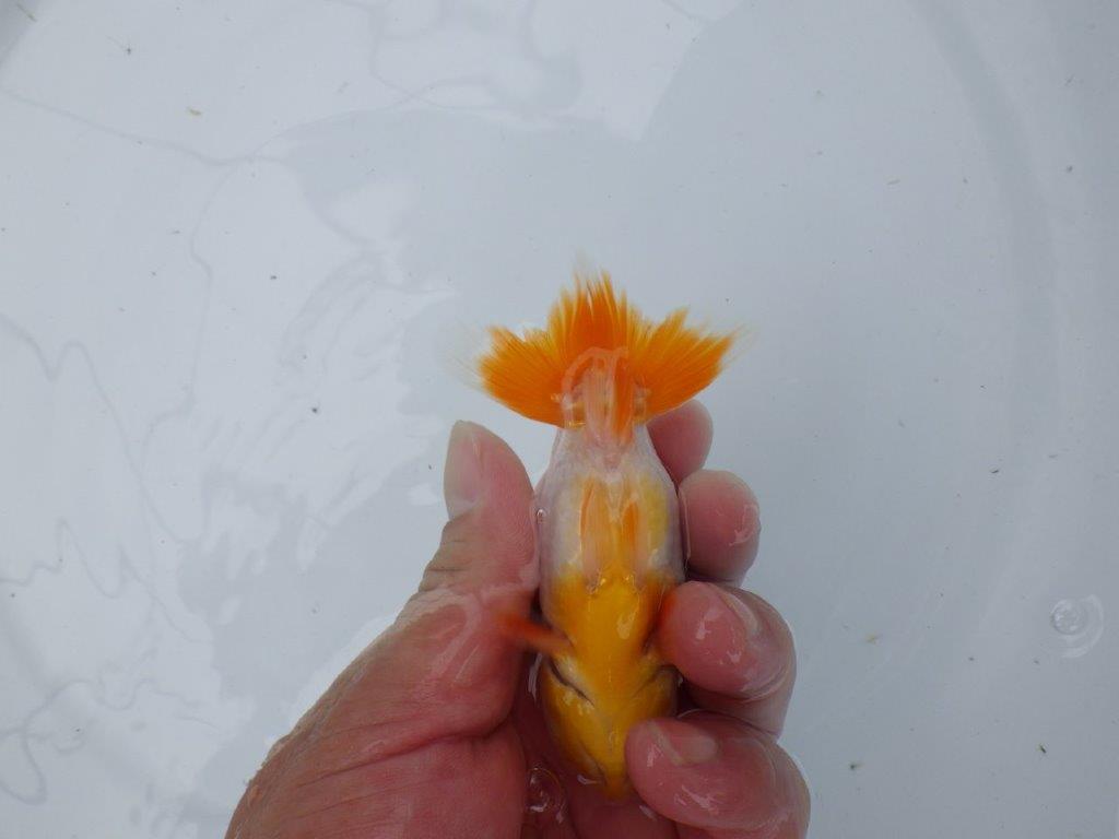 【管理魚大放出！！　当歳らんちゅう 】尾張りが良く背も綺麗な更紗らんちゅう　約10,5cm  メス？