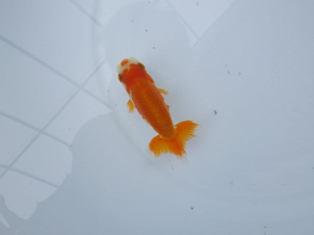 【管理魚大放出！！　当歳らんちゅう 】尾張りが良く背も綺麗な更紗らんちゅう　約10,5cm  メス？