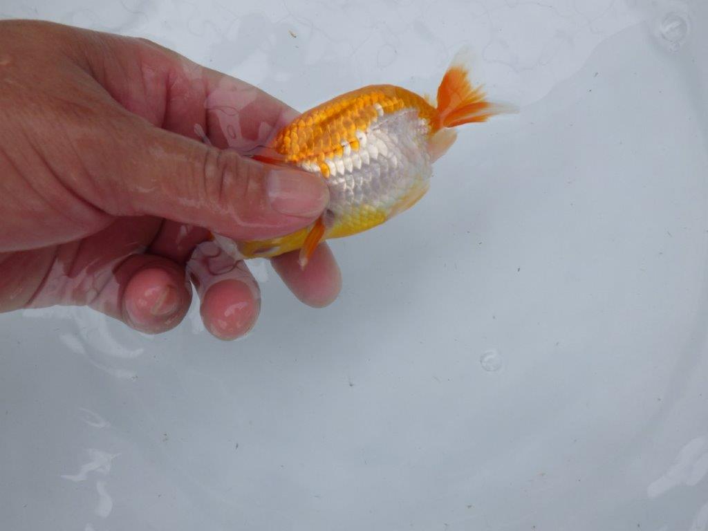 【管理魚大放出！！　当歳らんちゅう 】尾張りが良く背も綺麗な更紗らんちゅう　約10,5cm  メス？