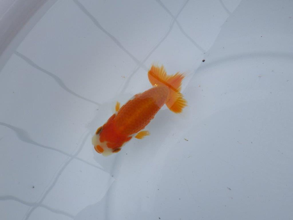 【管理魚大放出！！　当歳らんちゅう 】尾張りが良く背も綺麗な更紗らんちゅう　約10,5cm  メス？の上身