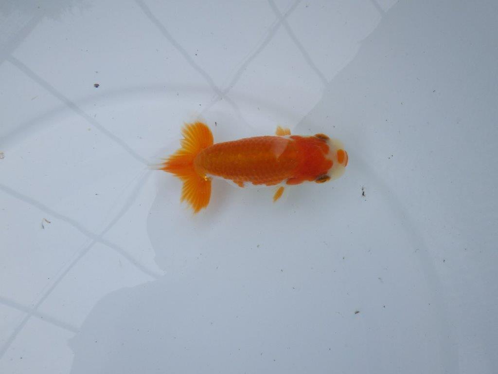 【管理魚大放出！！　当歳らんちゅう 】尾張りが良く背も綺麗な更紗らんちゅう　約10,5cm  メス？