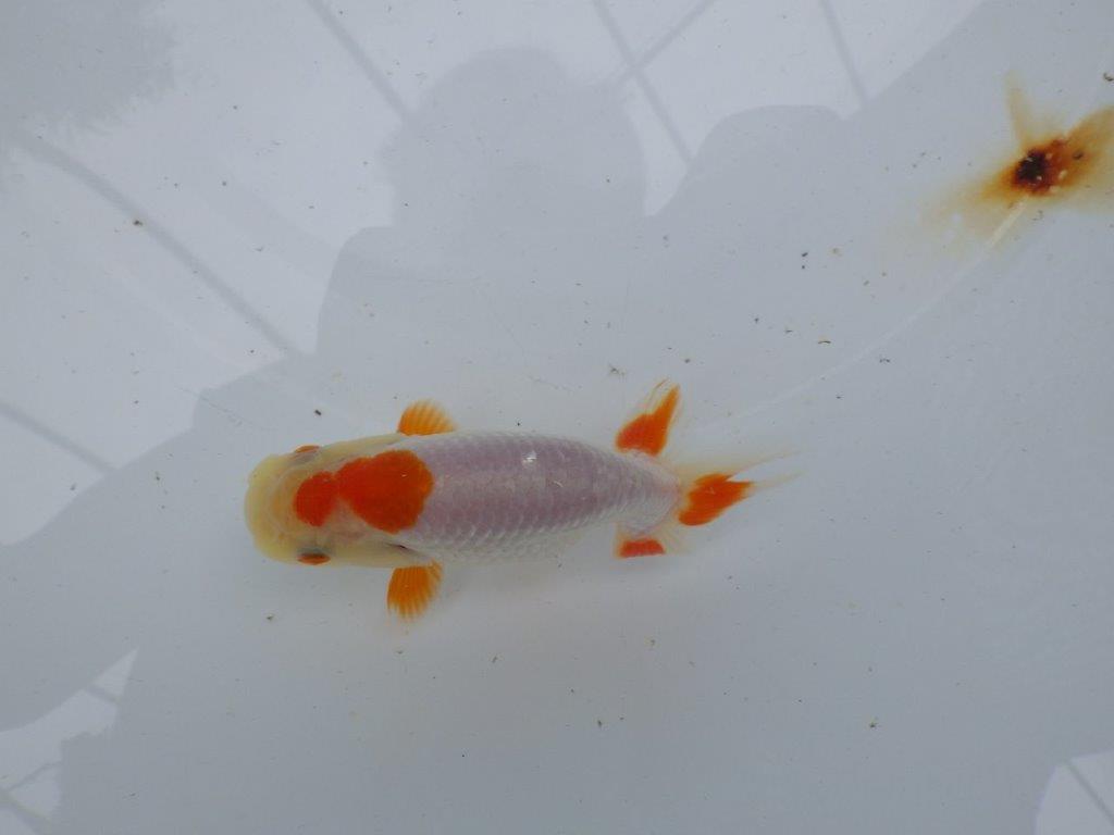 【管理魚大放出！！　当歳らんちゅう 】両手に赤の綺麗な柄の更紗らんちゅう　約12,5cm  メス？