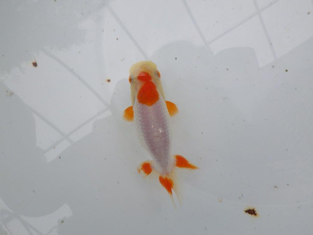 【管理魚大放出！！　当歳らんちゅう 】両手に赤の綺麗な柄の更紗らんちゅう　約12,5cm  メス？