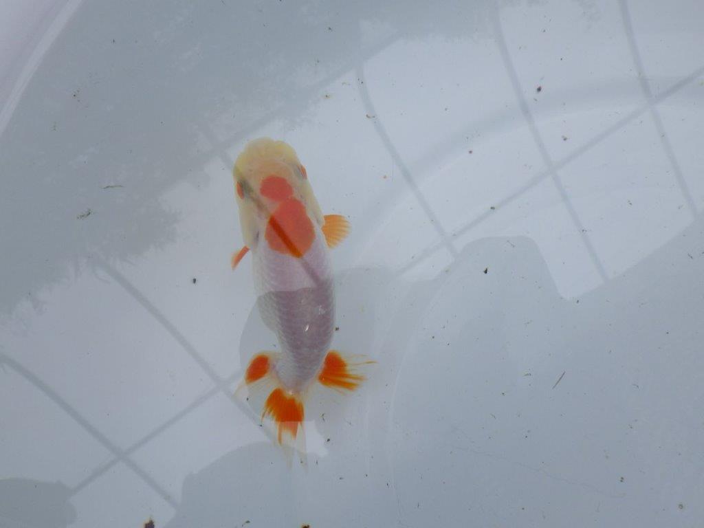 【管理魚大放出！！　当歳らんちゅう 】両手に赤の綺麗な柄の更紗らんちゅう　約12,5cm  メス？