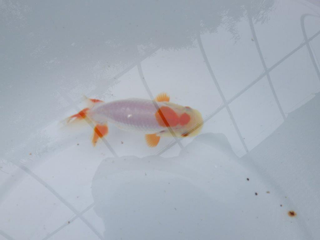 【管理魚大放出！！　当歳らんちゅう 】両手に赤の綺麗な柄の更紗らんちゅう　約12,5cm  メス？