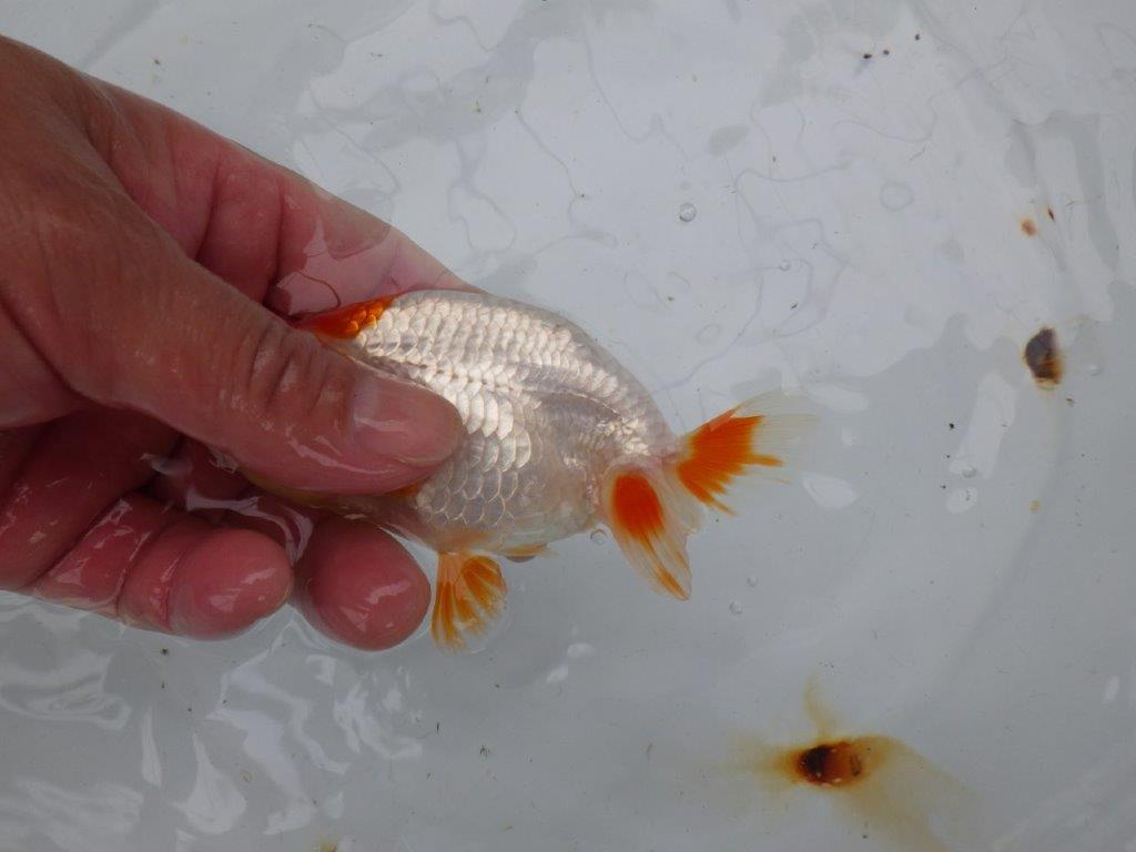 【管理魚大放出！！　当歳らんちゅう 】両手に赤の綺麗な柄の更紗らんちゅう　約12,5cm  メス？