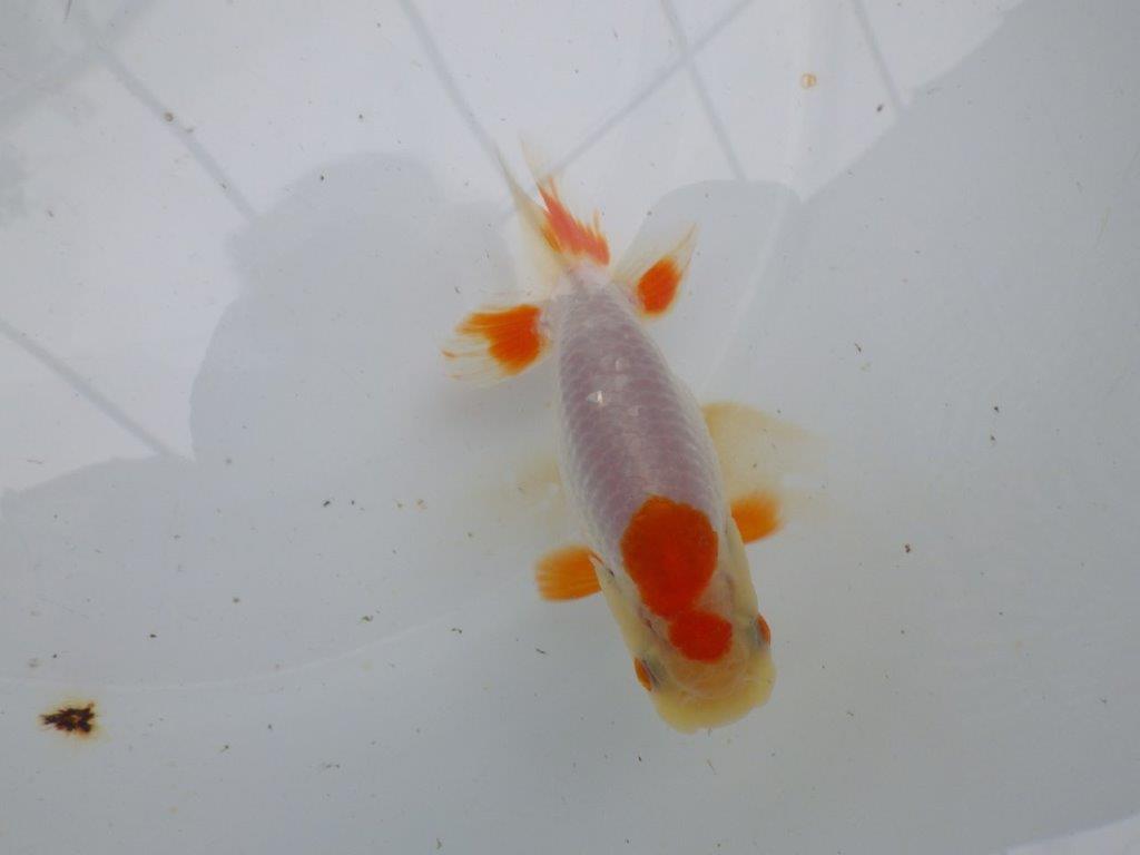 【管理魚大放出！！　当歳らんちゅう 】両手に赤の綺麗な柄の更紗らんちゅう　約12,5cm  メス？の上身