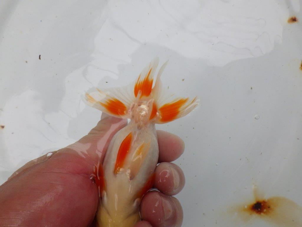 【管理魚大放出！！　当歳らんちゅう 】両手に赤の綺麗な柄の更紗らんちゅう　約12,5cm  メス？