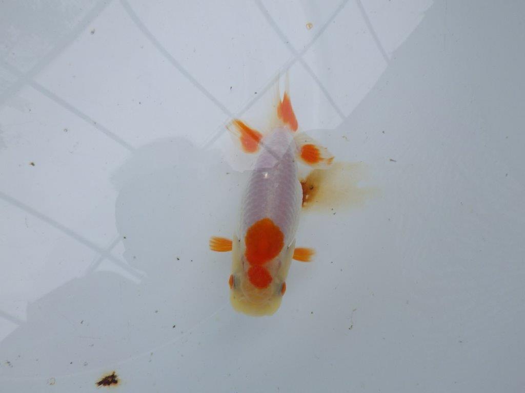 【管理魚大放出！！　当歳らんちゅう 】両手に赤の綺麗な柄の更紗らんちゅう　約12,5cm  メス？