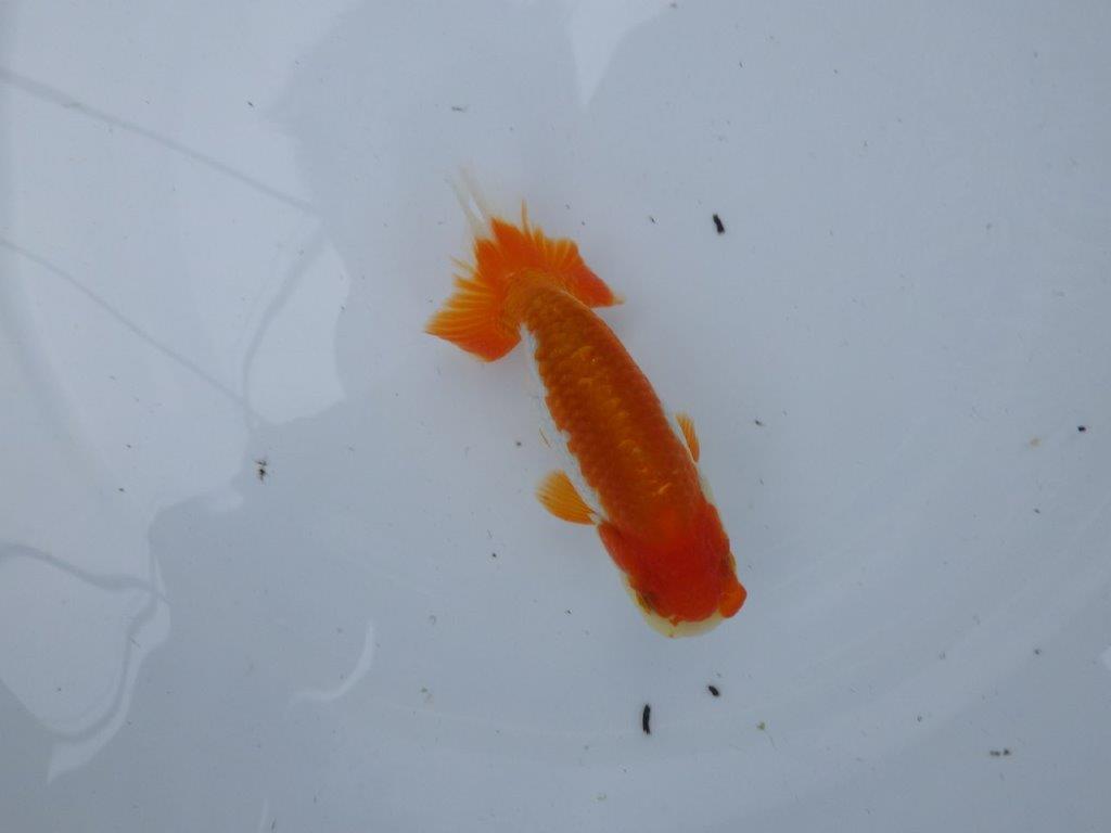 【管理魚大放出！！　当歳らんちゅう 】色艶が良く映える更紗らんちゅう　約12,5cm  メス？