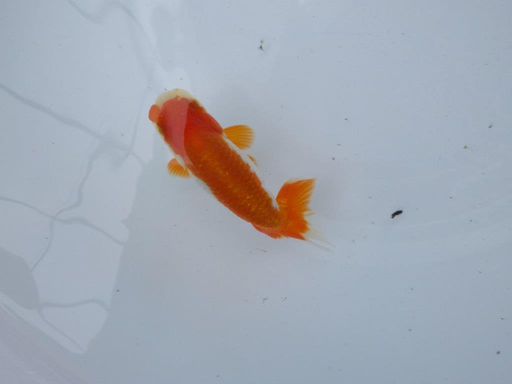 【管理魚大放出！！　当歳らんちゅう 】色艶が良く映える更紗らんちゅう　約12,5cm  メス？