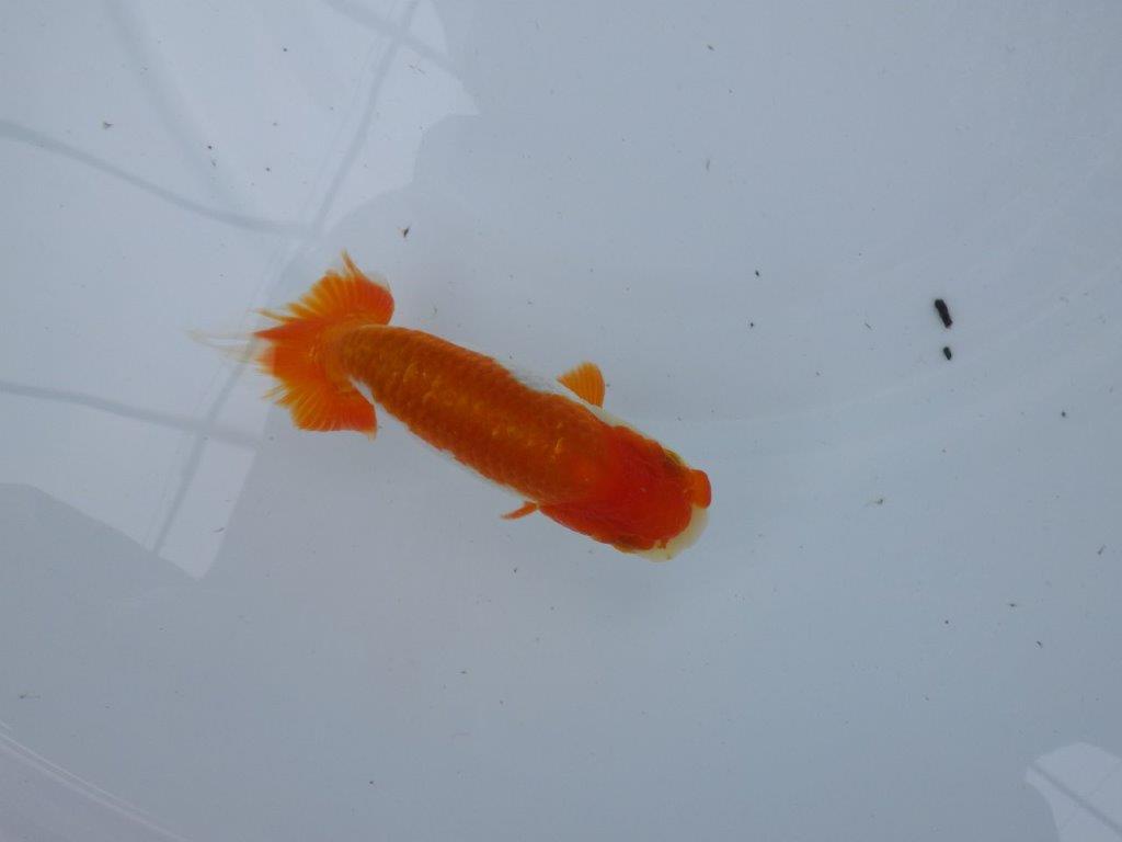 【管理魚大放出！！　当歳らんちゅう 】色艶が良く映える更紗らんちゅう　約12,5cm  メス？