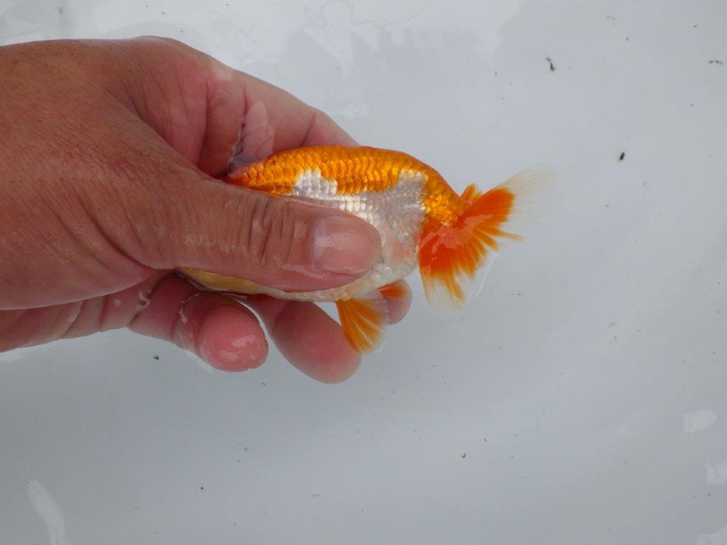 【管理魚大放出！！　当歳らんちゅう 】色艶が良く映える更紗らんちゅう　約12,5cm  メス？