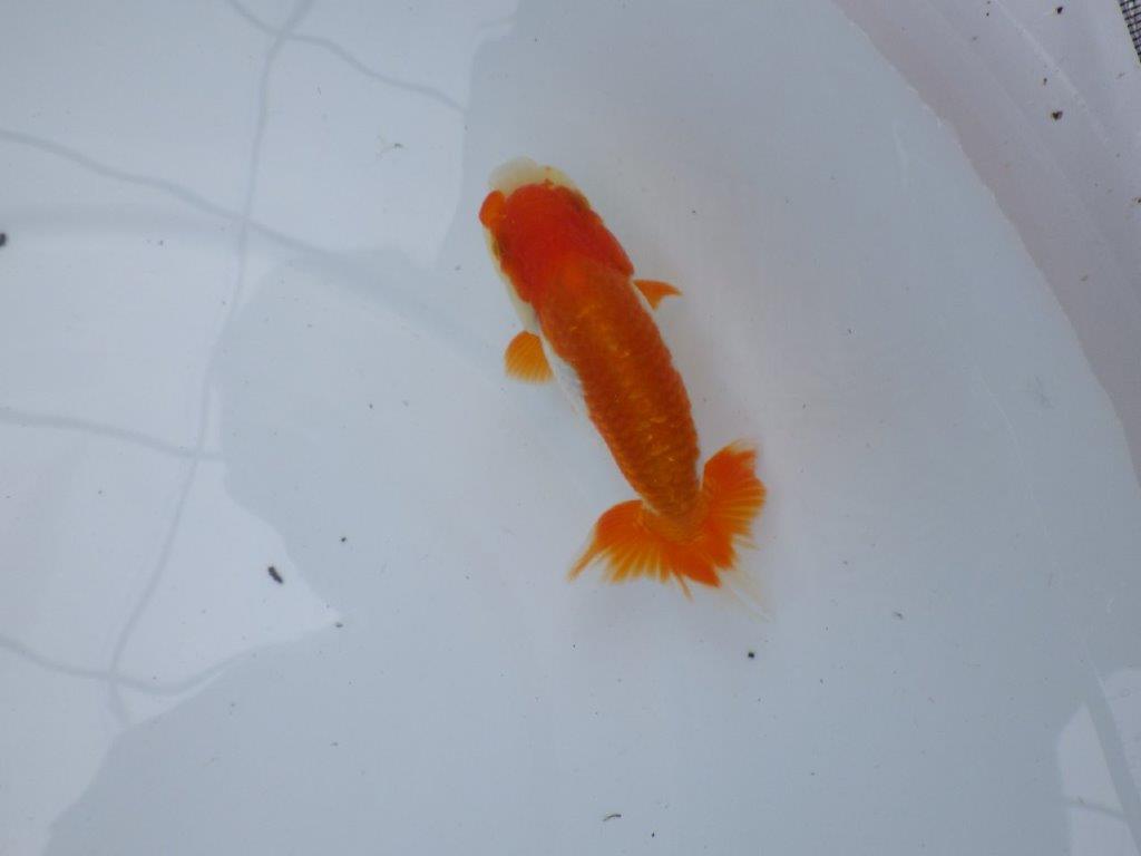 【管理魚大放出！！　当歳らんちゅう 】色艶が良く映える更紗らんちゅう　約12,5cm  メス？の上身