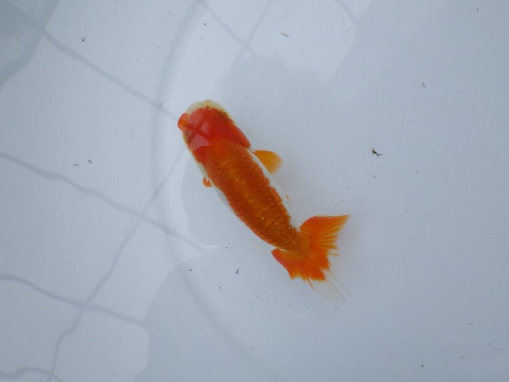 【管理魚大放出！！　当歳らんちゅう 】色艶が良く映える更紗らんちゅう　約12,5cm  メス？