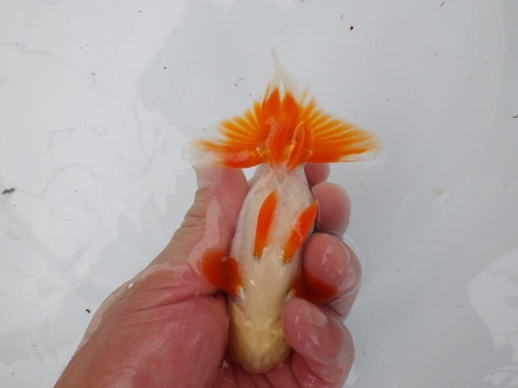 【管理魚大放出！！　当歳らんちゅう 】色艶が良く映える更紗らんちゅう　約12,5cm  メス？