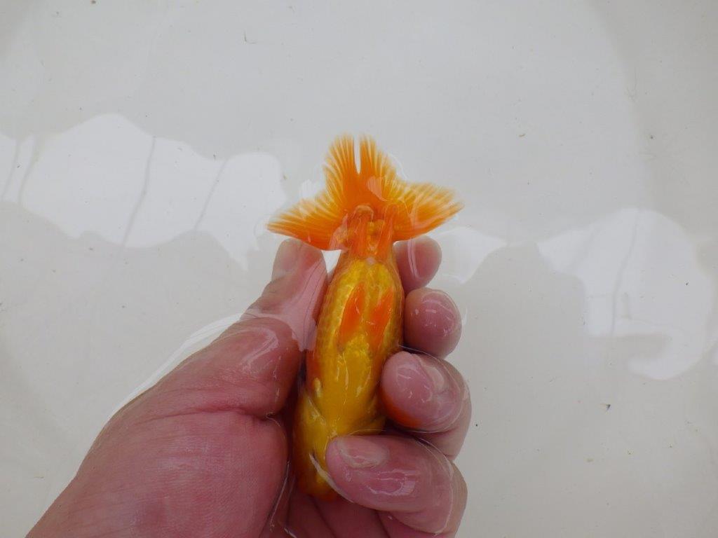 【管理魚大放出！！　当歳らんちゅう 】岡山村上暢彦氏のらんちゅう　約11cm  メス？