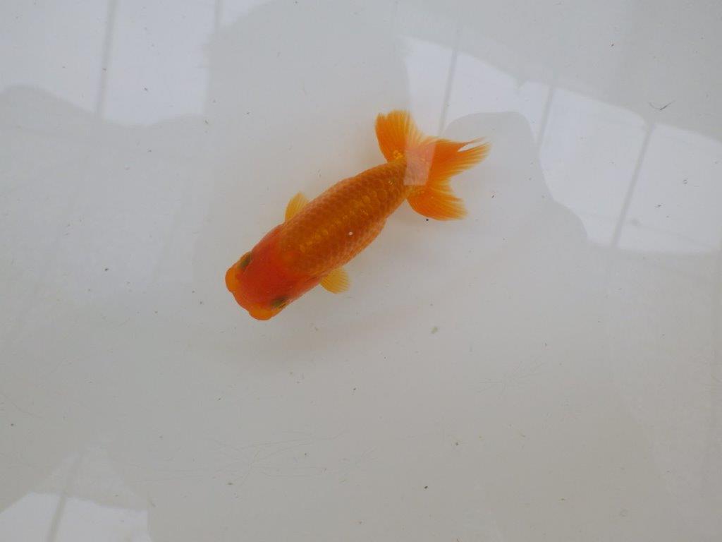 【管理魚大放出！！　当歳らんちゅう 】岡山村上暢彦氏のらんちゅう　約11cm  メス？