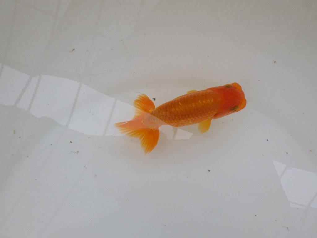 【管理魚大放出！！　当歳らんちゅう 】岡山村上暢彦氏のらんちゅう　約11cm  メス？