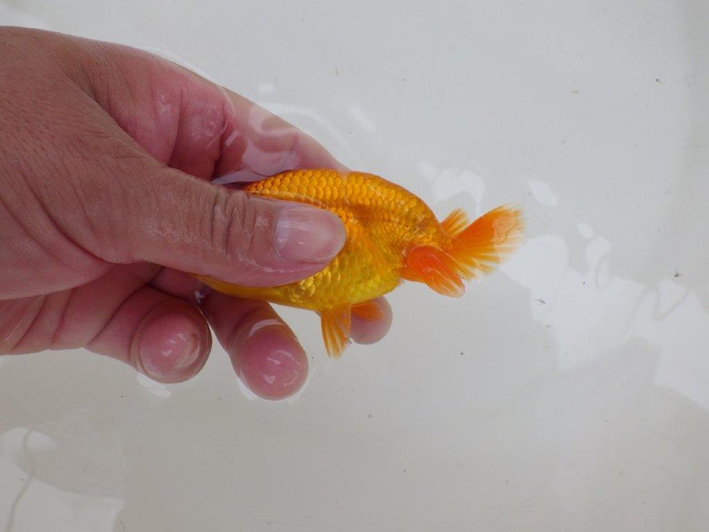 【管理魚大放出！！　当歳らんちゅう 】岡山村上暢彦氏のらんちゅう　約11cm  メス？