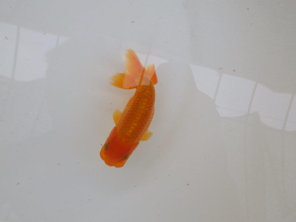 【管理魚大放出！！　当歳らんちゅう 】岡山村上暢彦氏のらんちゅう　約11cm  メス？