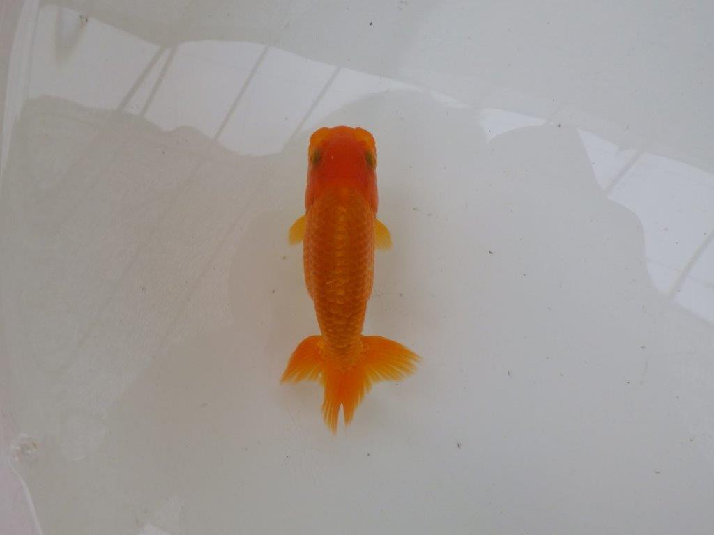 【管理魚大放出！！　当歳らんちゅう 】岡山村上暢彦氏のらんちゅう　約11cm  メス？の上身
