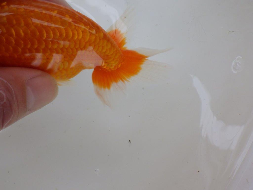 【管理魚大放出！！　当歳らんちゅう 】お勧め系統のらんちゅう　約13cm  メス？