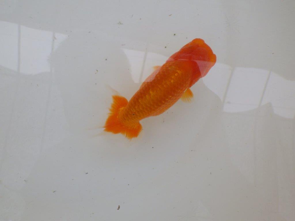 【管理魚大放出！！　当歳らんちゅう 】お勧め系統のらんちゅう　約13cm  メス？の上身