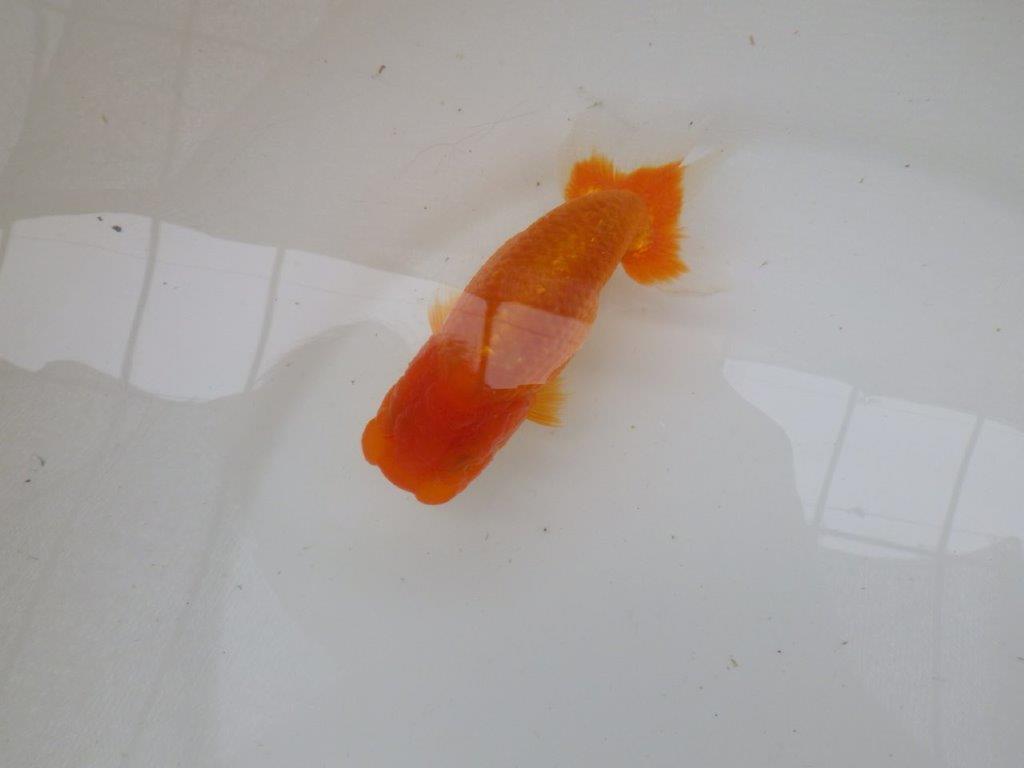 【管理魚大放出！！　当歳らんちゅう 】お勧め系統のらんちゅう　約13cm  メス？