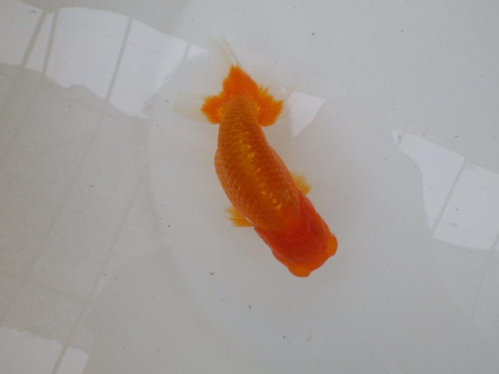 【管理魚大放出！！　当歳らんちゅう 】お勧め系統のらんちゅう　約13cm  メス？