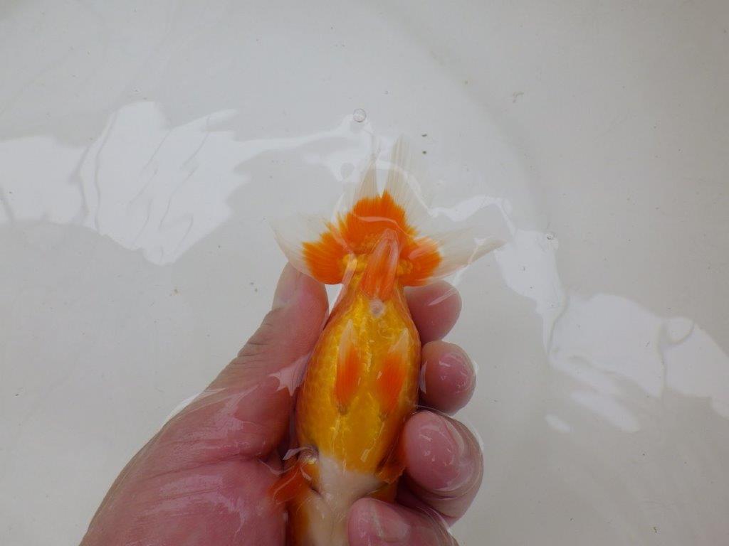【管理魚大放出！！　当歳らんちゅう 】お勧め系統のらんちゅう　約13cm  メス？