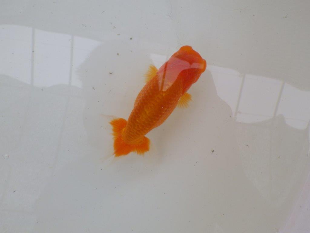 【管理魚大放出！！　当歳らんちゅう 】お勧め系統のらんちゅう　約13cm  メス？
