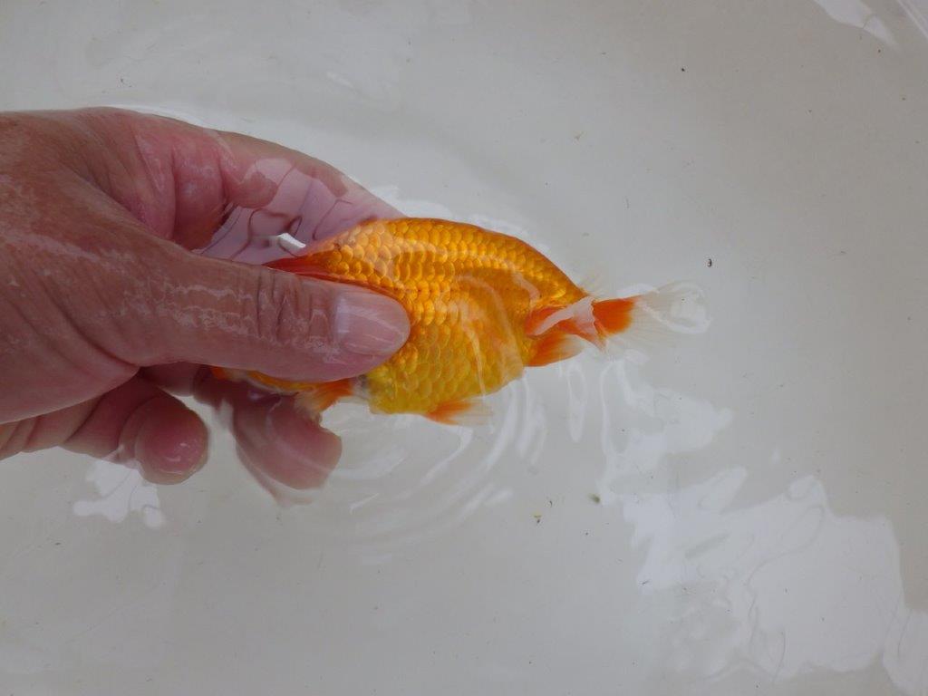 【管理魚大放出！！　当歳らんちゅう 】お勧め系統のらんちゅう　約13cm  メス？