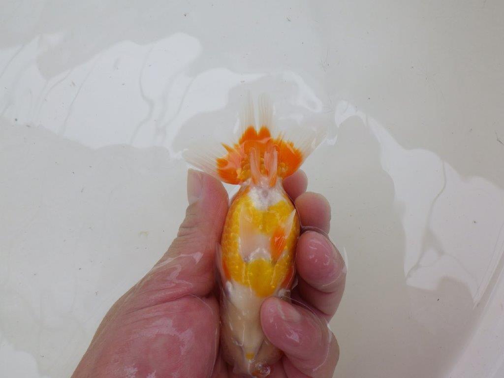 【管理魚大放出！！　当歳らんちゅう 】美しい柄の映える更紗らんちゅう　約12,5cm  オス？
