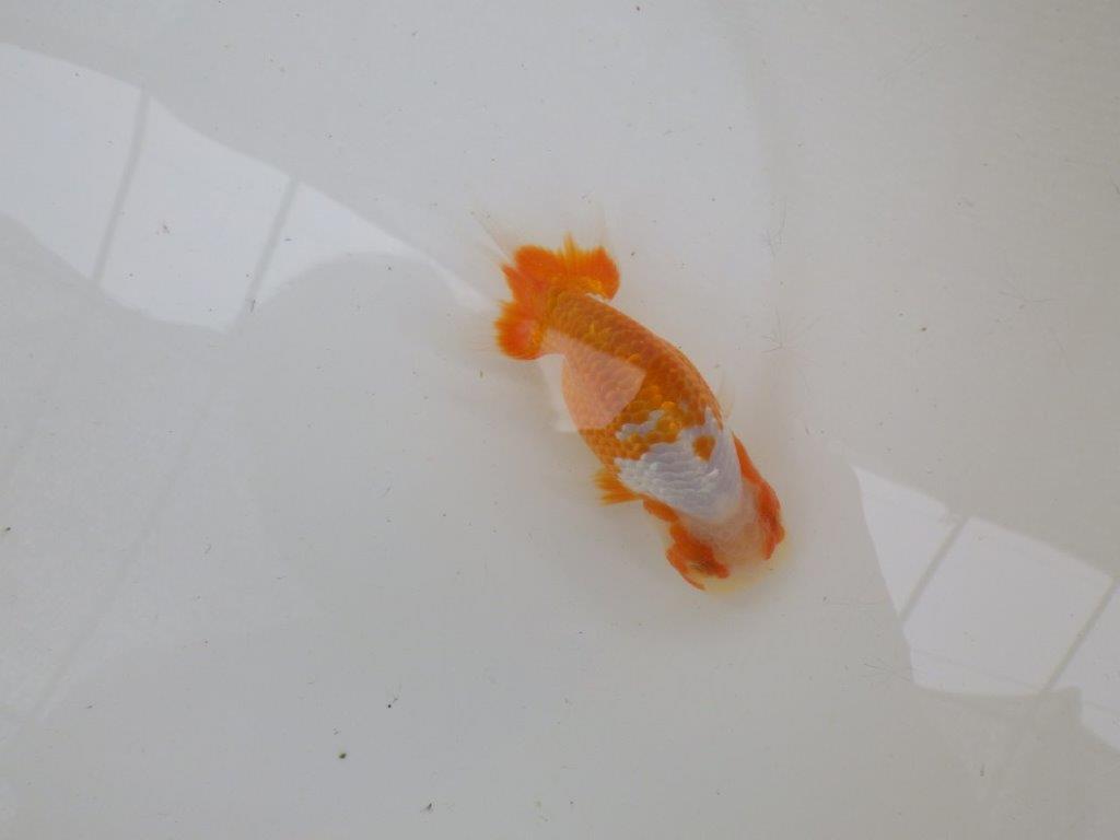 【管理魚大放出！！　当歳らんちゅう 】美しい柄の映える更紗らんちゅう　約12,5cm  オス？