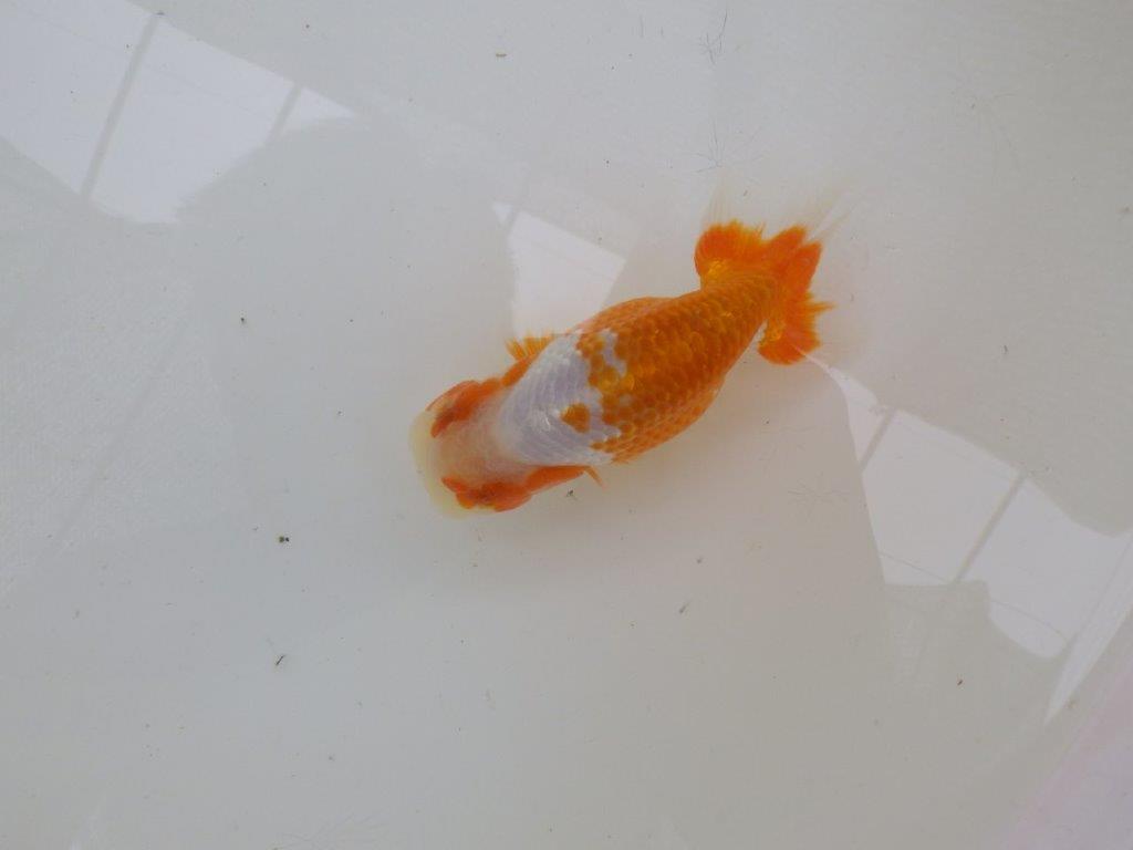 【管理魚大放出！！　当歳らんちゅう 】美しい柄の映える更紗らんちゅう　約12,5cm  オス？