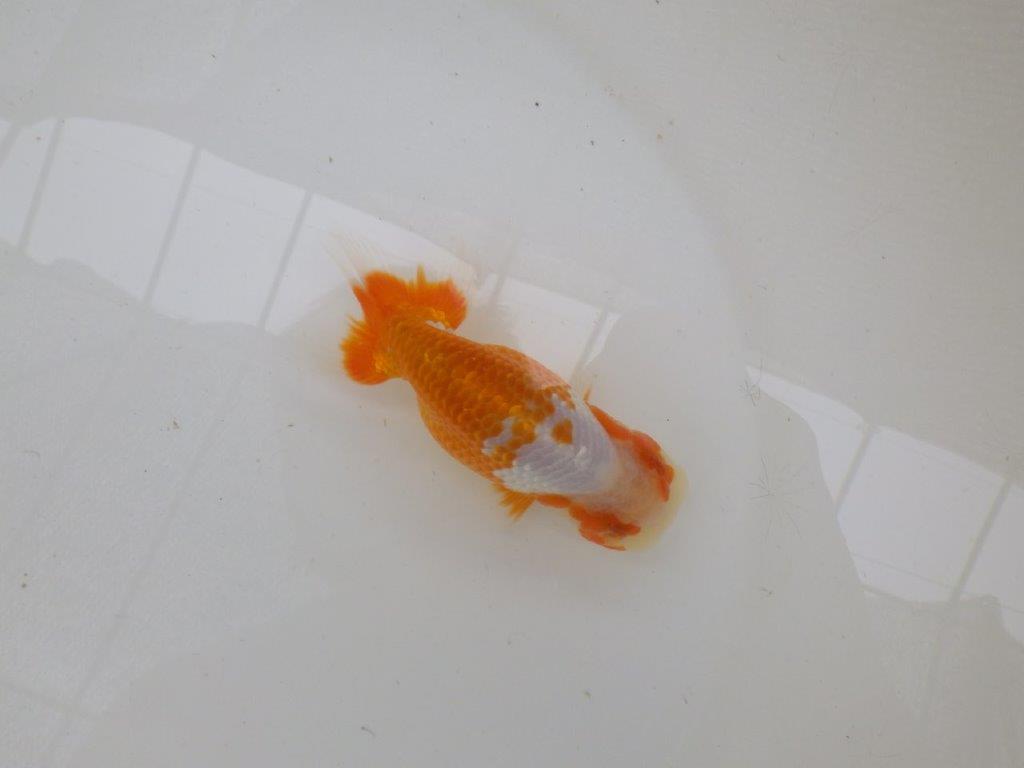 【管理魚大放出！！　当歳らんちゅう 】美しい柄の映える更紗らんちゅう　約12,5cm  オス？