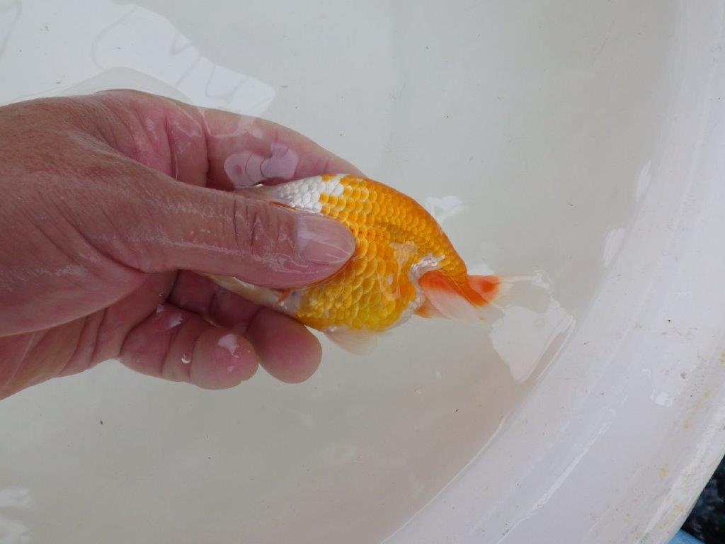 【管理魚大放出！！　当歳らんちゅう 】美しい柄の映える更紗らんちゅう　約12,5cm  オス？