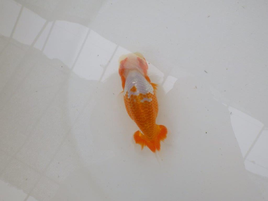 【管理魚大放出！！　当歳らんちゅう 】美しい柄の映える更紗らんちゅう　約12,5cm  オス？