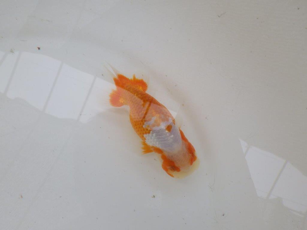 【管理魚大放出！！　当歳らんちゅう 】美しい柄の映える更紗らんちゅう　約12,5cm  オス？の上身