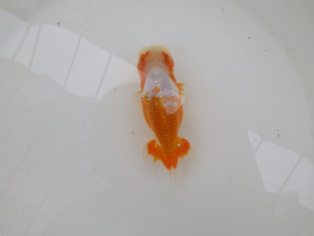 【管理魚大放出！！　当歳らんちゅう 】美しい柄の映える更紗らんちゅう　約12,5cm  オス？