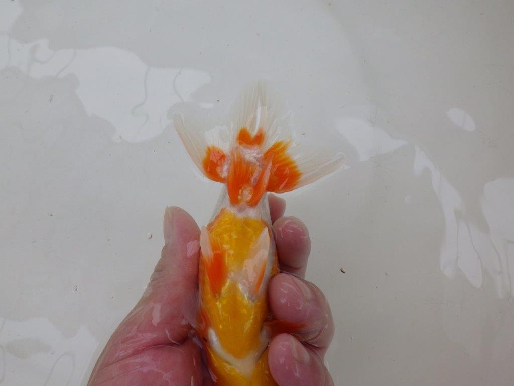 【管理魚大放出！！　当歳らんちゅう 】背なりも美しい更紗らんちゅう　約14cm